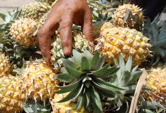 Worry intensifies among pineapple cultivators in Tripura Worry intensifies among pineapple cultivators in Tripura